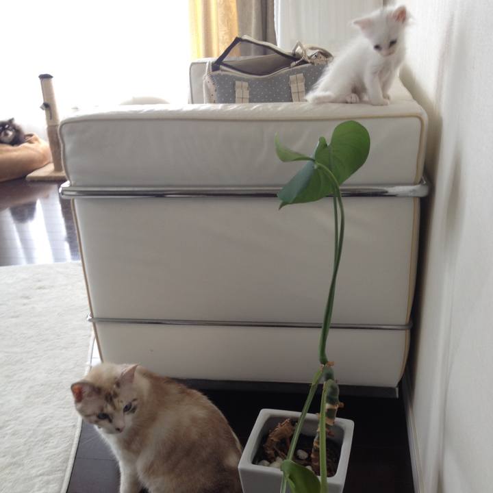 14d5e45c cfb1 498b 914d 3a46a2694cfa