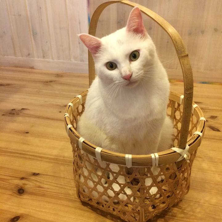 14ddc6ae 1928 486b af20 6562c0413845