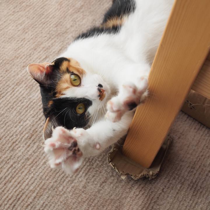 14f3fc41 fc8e 421f a146 c9b8010e6638