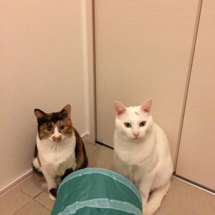 14fd19ea 94e1 499a 90ed 6a6c70a743f0