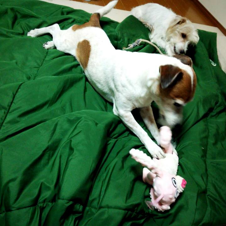 150378d3 badb 49e9 b083 530b3b29fbe6