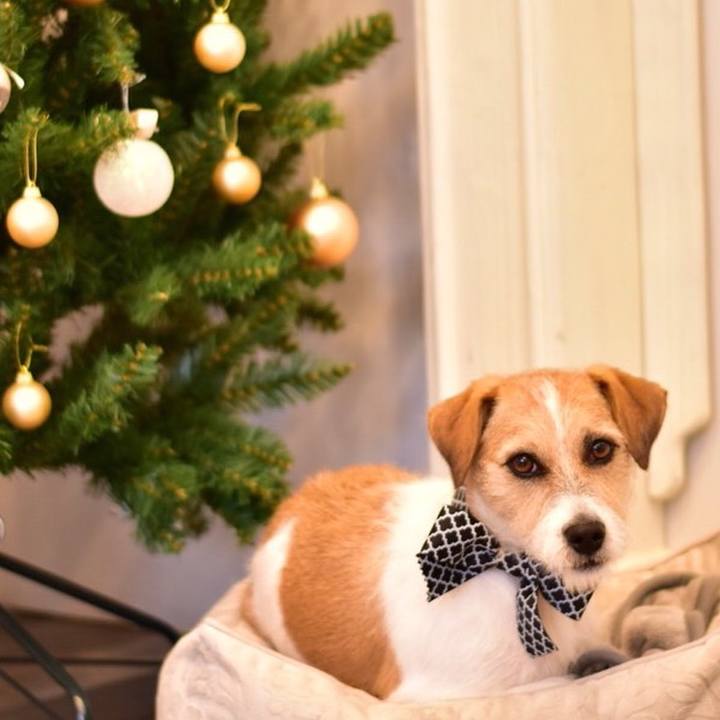 1528f703 7949 49ae 8bd1 3b17aab5f8c0