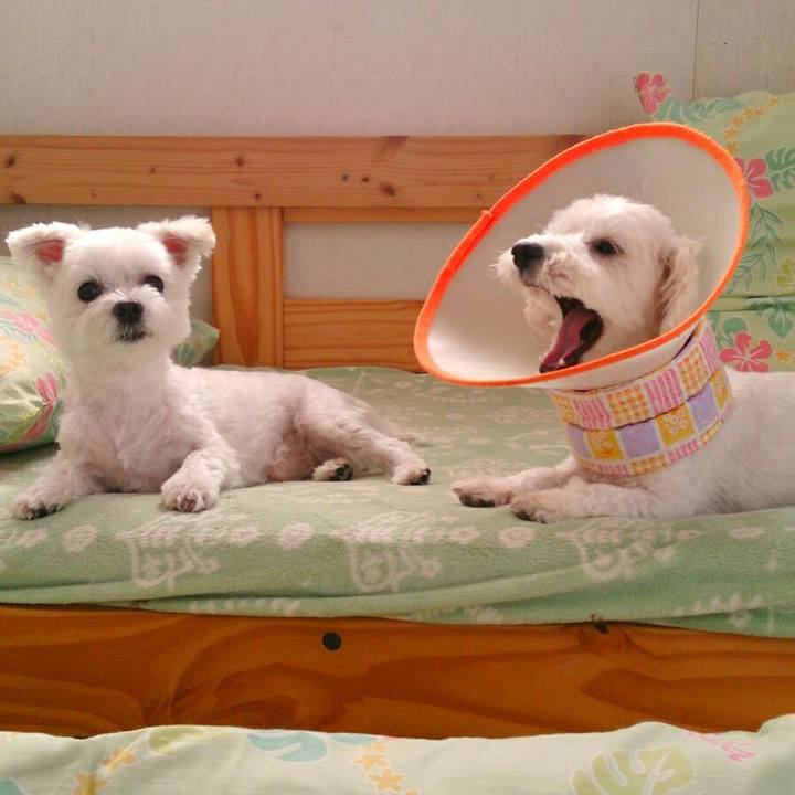 152a52a0 839b 4633 852d dcc00fbecb54