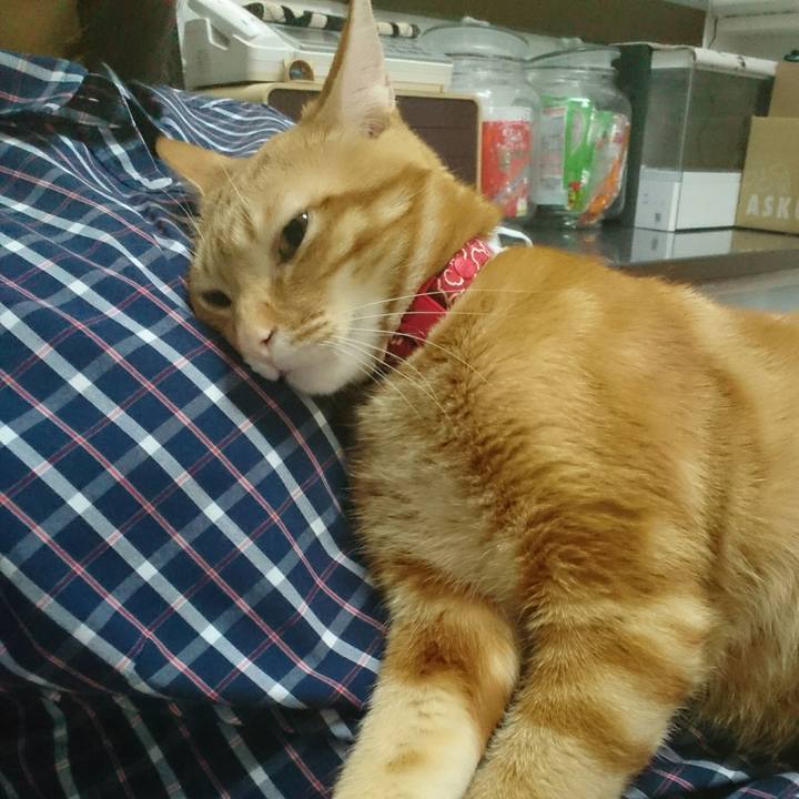 152d3095 1970 4750 bae7 17d81374e193