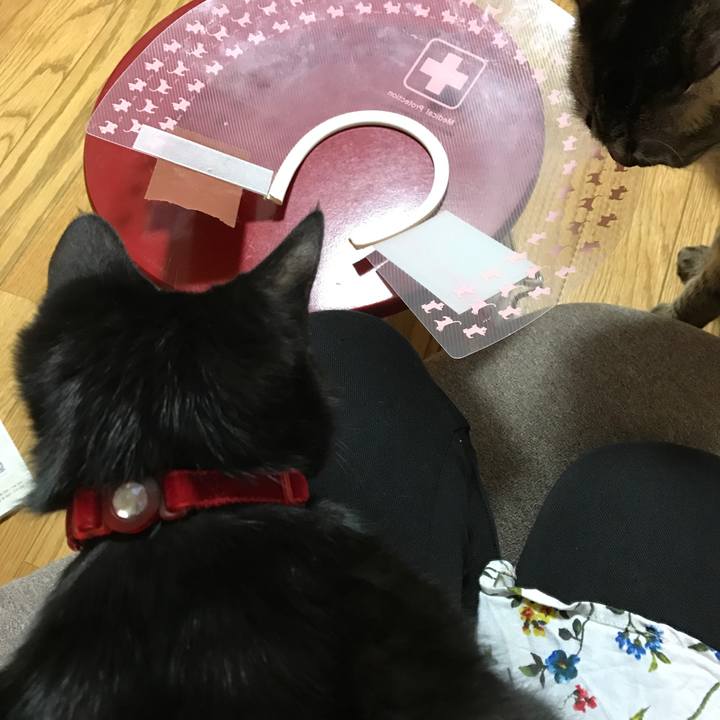 15315e1d 8de6 47d7 872e 533f3737848b