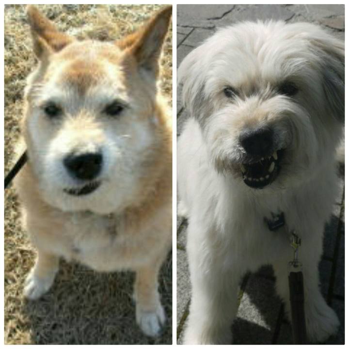 15387e2c 6625 45ed b217 8493707d36ba