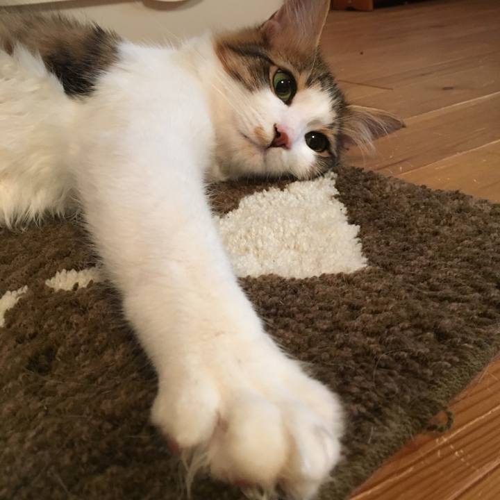 153b2d2d f414 40f4 a55c 381860e5409c