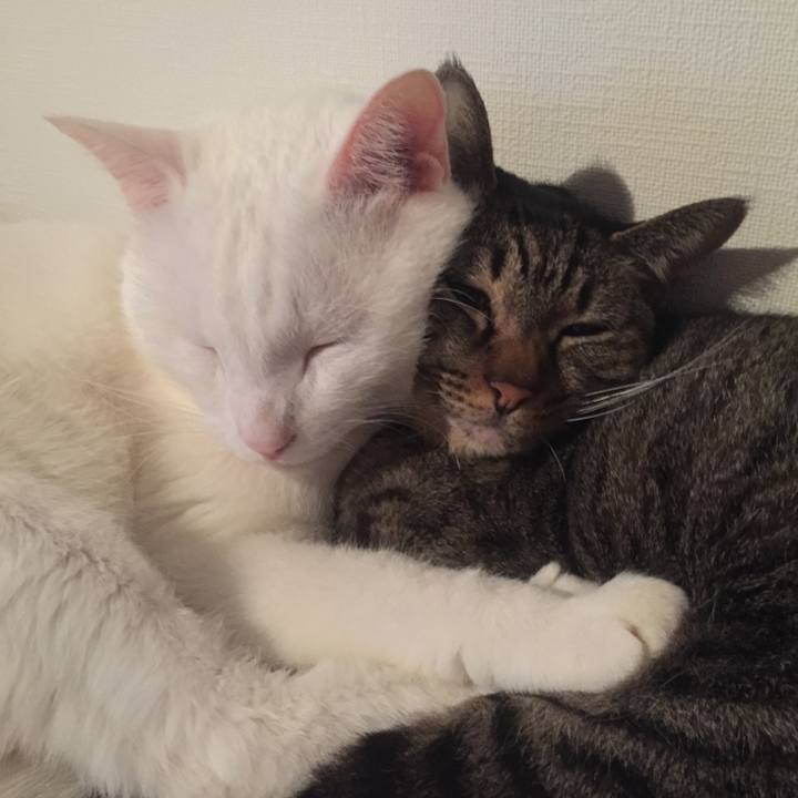 154834fb 4edb 4f4a 966f d7725a4b1922