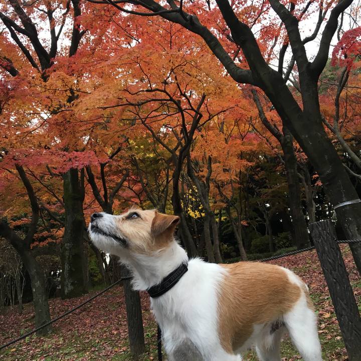 154c4cdd 3c0c 4bff 9540 39d3875509b0