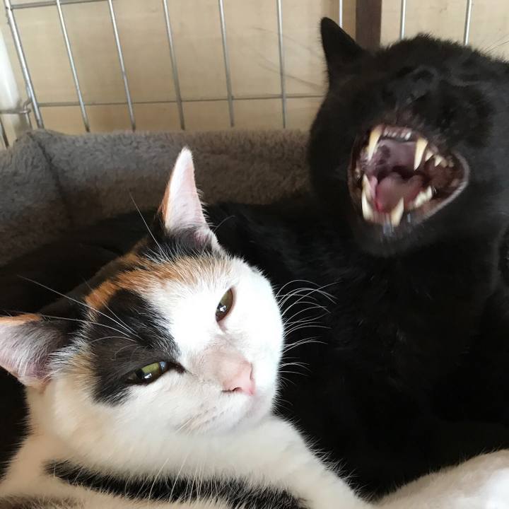 154f14ec c60e 4607 87a0 833418f3f0ff