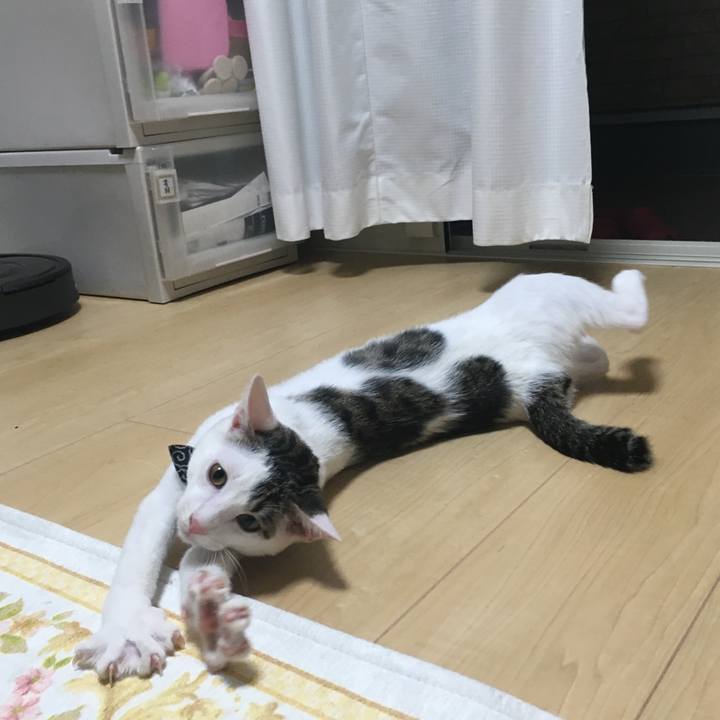 15512528 430d 4bea 8f7b 90a84ac18ac5