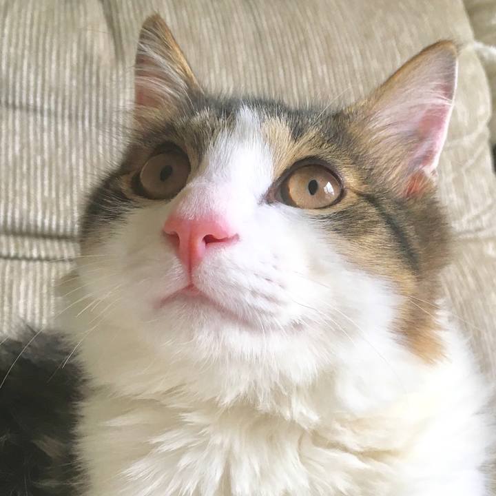 15528e18 d4fc 43af 8f70 081112c6c182