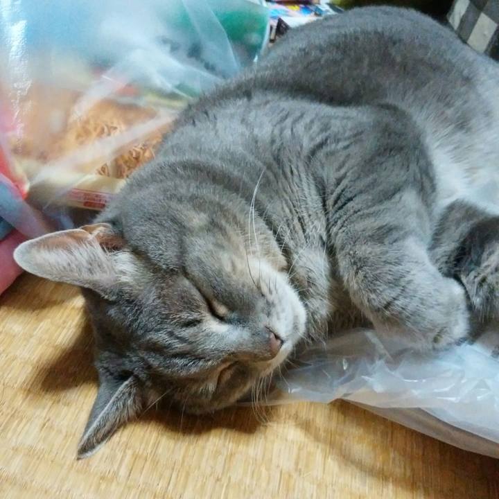 15572790 2687 4110 a7e4 7ae52091bc40