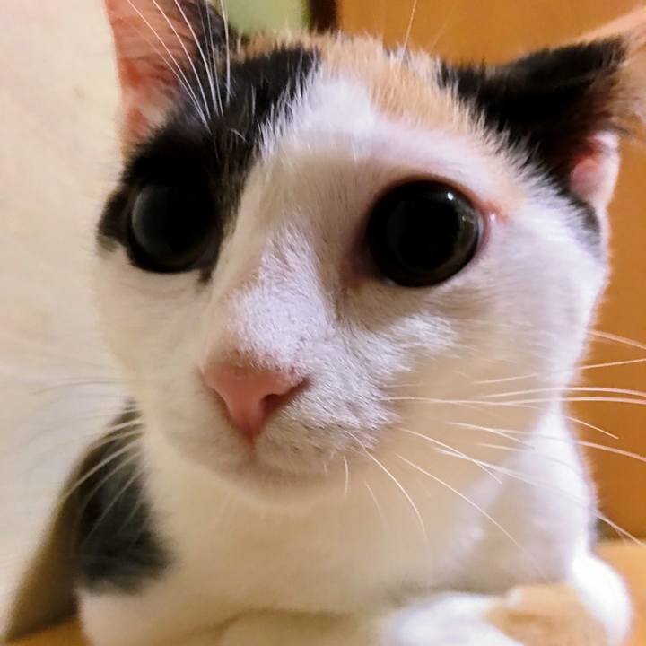 15591065 eff8 4904 9099 75060eb3b736