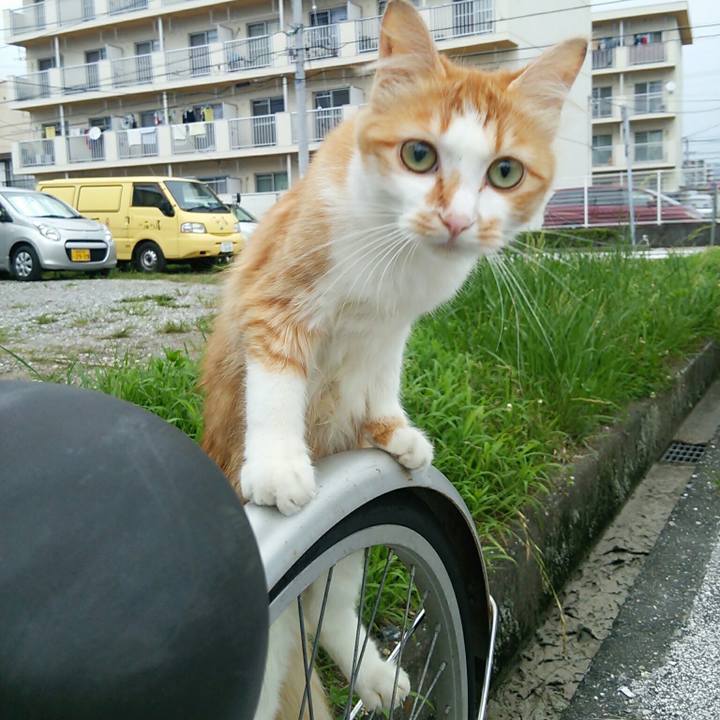 15598d1e 2b1c 4323 900e 5c1e10870505