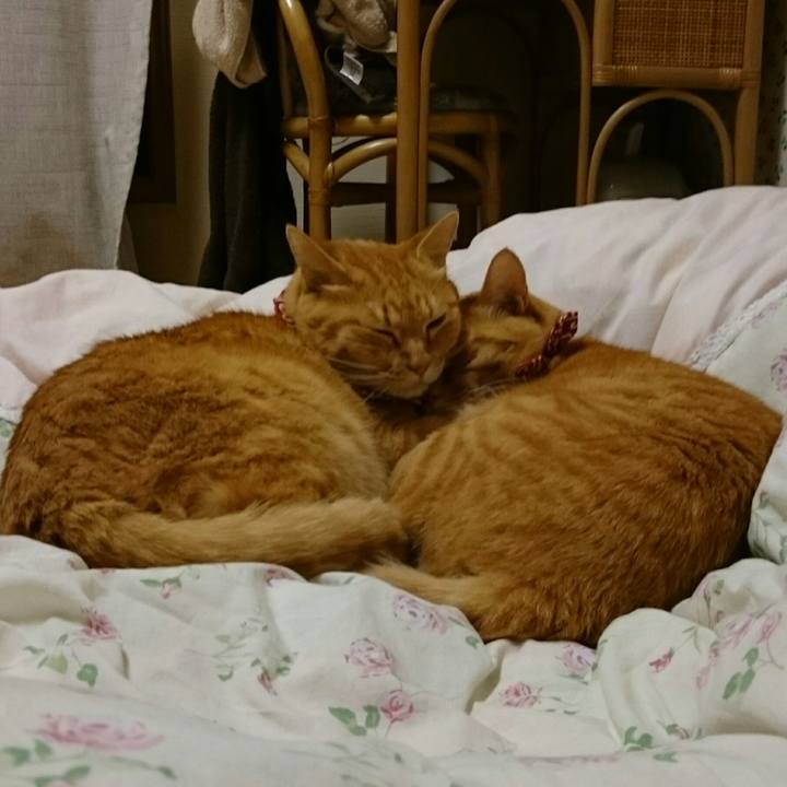 155cc530 d8be 48c7 a208 8d603bd25a28