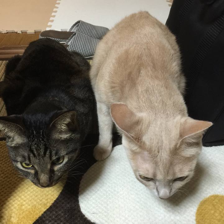 155fb537 3d8b 4ad3 bffe 14c042b3291d