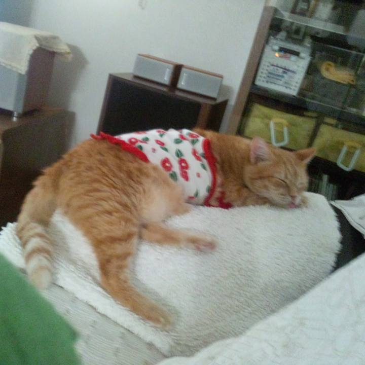 15611efc 2822 4c96 81b6 d986f3cbf1a2