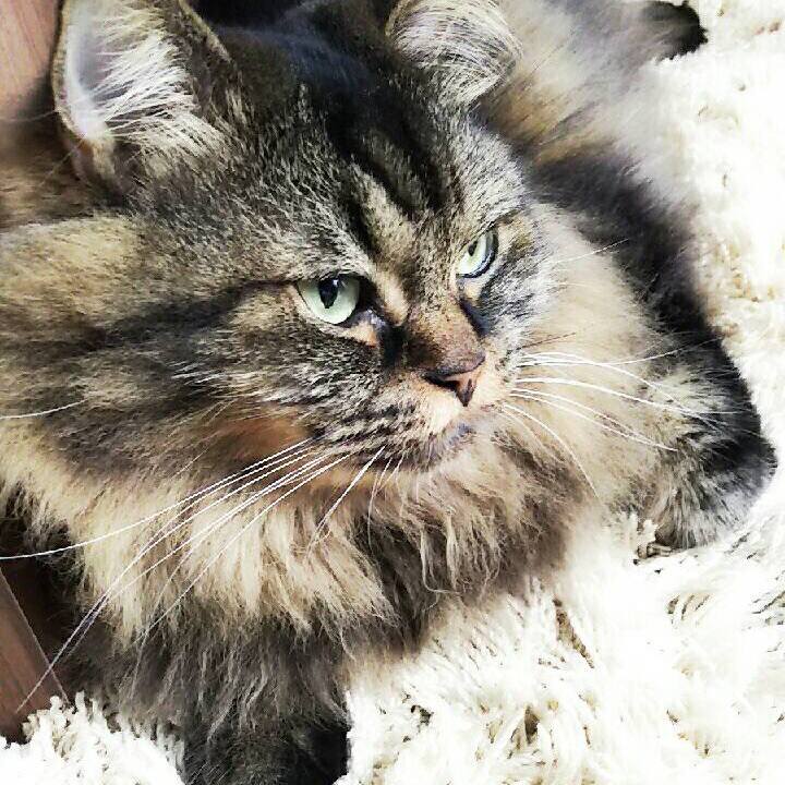 158a883b adc7 43ca ae90 e1527943958e