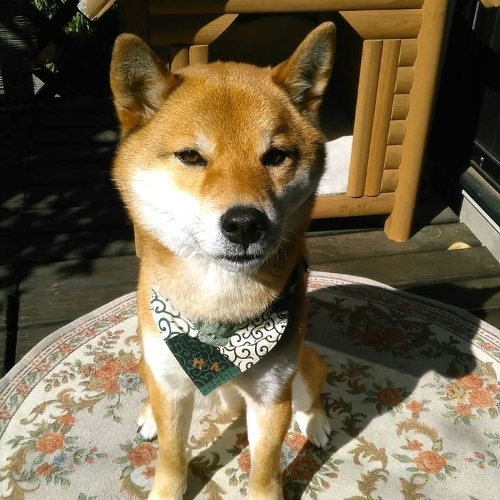 15b38c3e fd3c 44e6 bd41 107f2d1a28c8