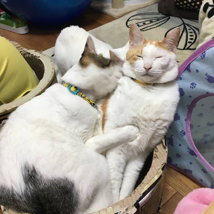 15b7d73c efb5 4219 bb00 b63d5a2950f6