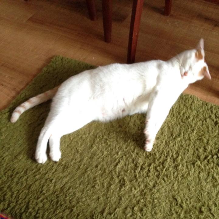 15b98130 b459 446f b59c 57775f7d66d9