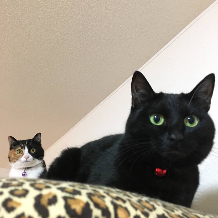 15c304c3 e40e 41ed 898f 65d19258fb24