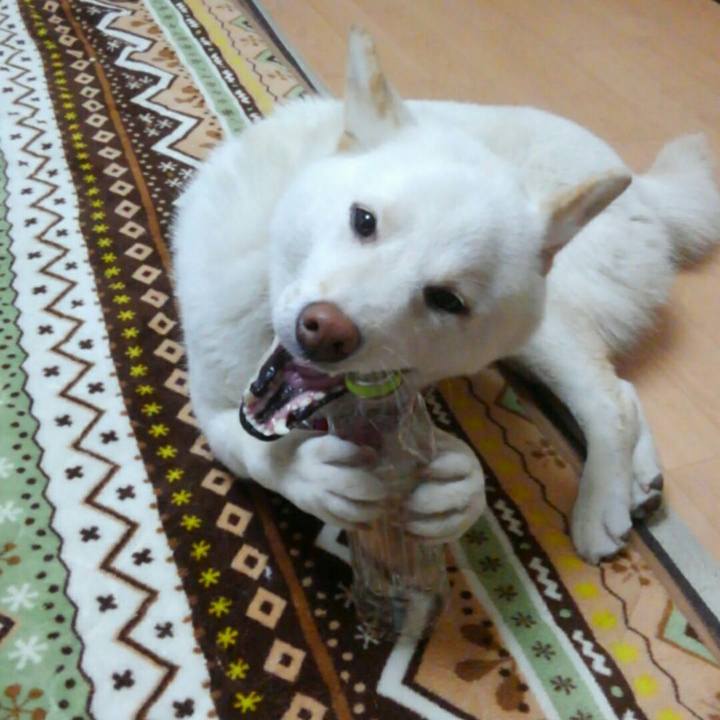 15cd6eea ac6c 48cc b1bc a0746e816465