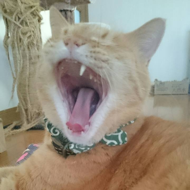 15cfbd97 bd6b 449c aba6 84dce1ec76f4