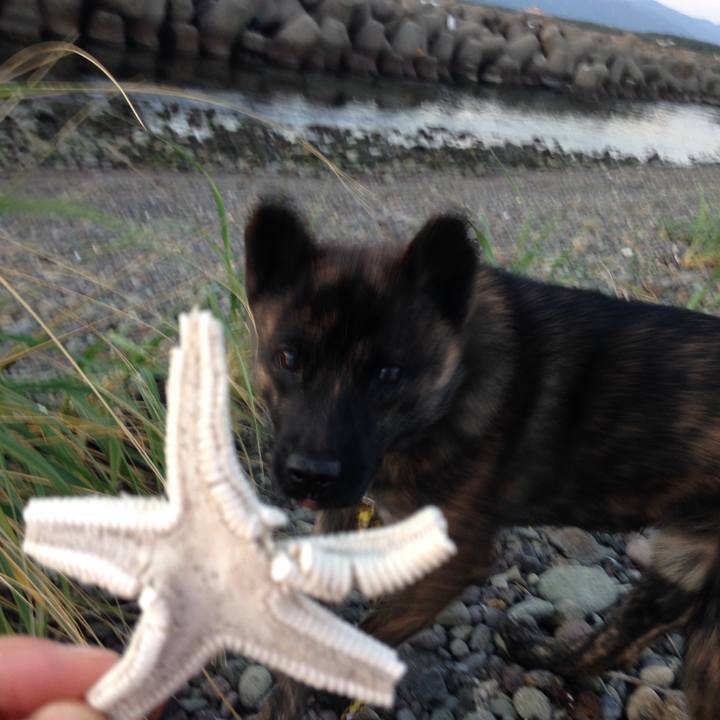 15d2f65e 5c81 4a81 ae55 36035ab10524