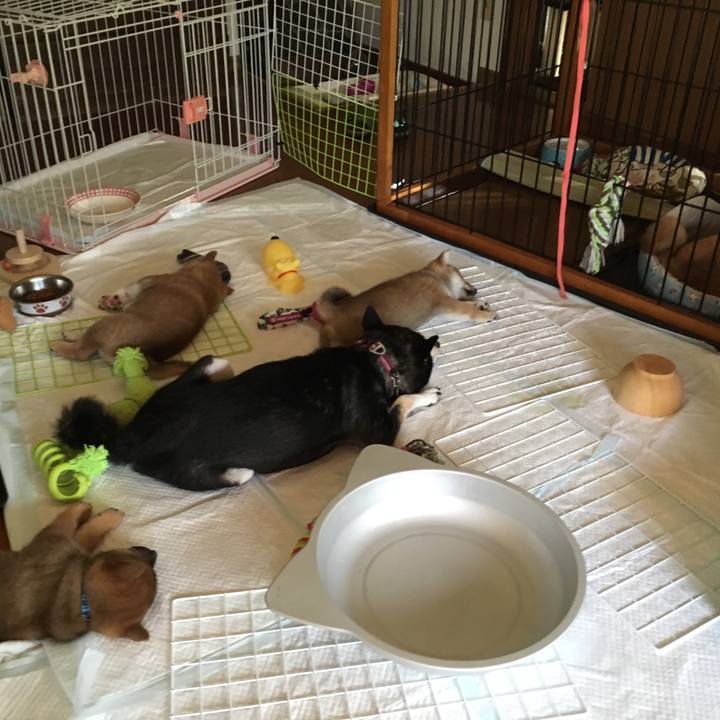 15de1814 858f 4f65 ae8c cd2361e722fb