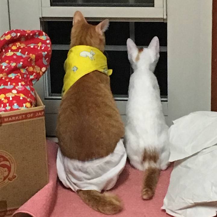 15e2901e 6308 43a7 967c cf82311ec55a