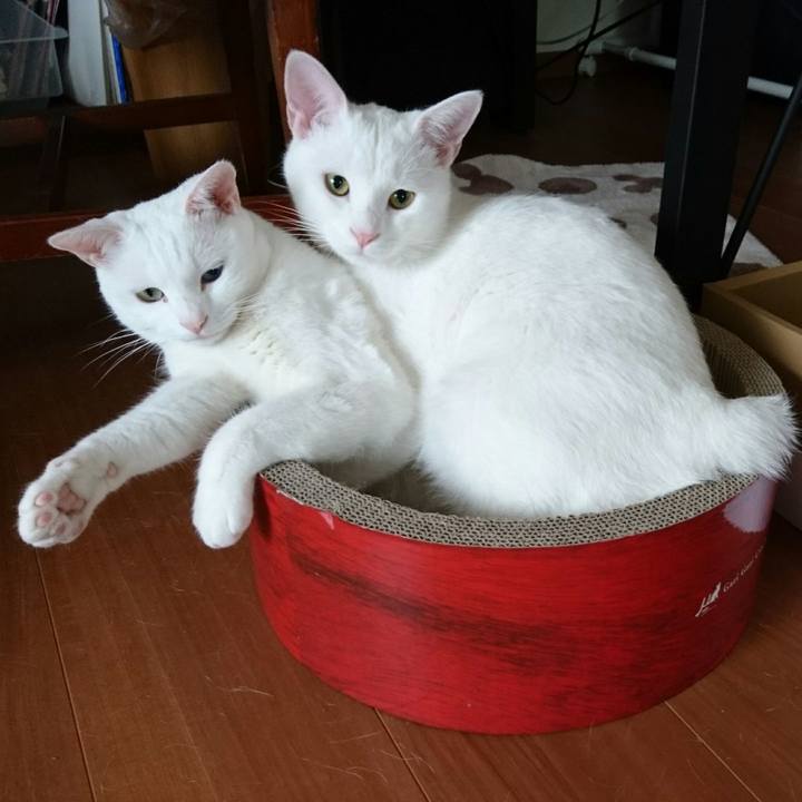 15f48704 e64c 4caf 9443 1875a6fe5658