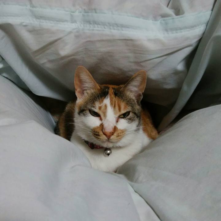 15fc4a60 43d8 4030 9935 04d15178aa14