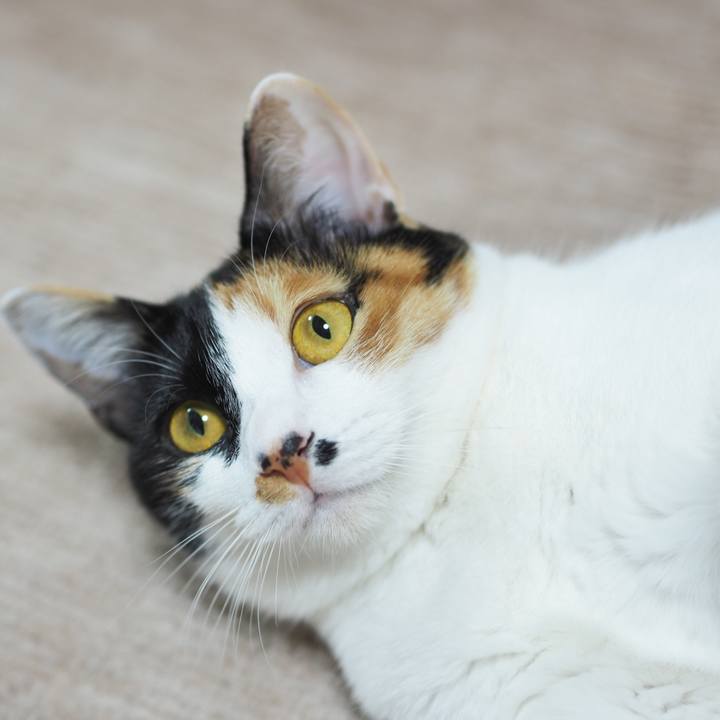 15fd3105 cbee 48be a470 e7bf49a8a077