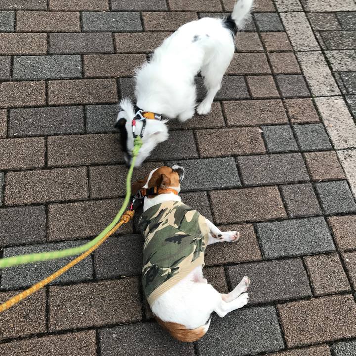 16109911 2166 4e7c a286 2e826e041158