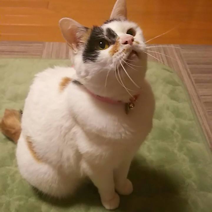 161a5ca9 ccf0 4070 aafc 3961bf513473