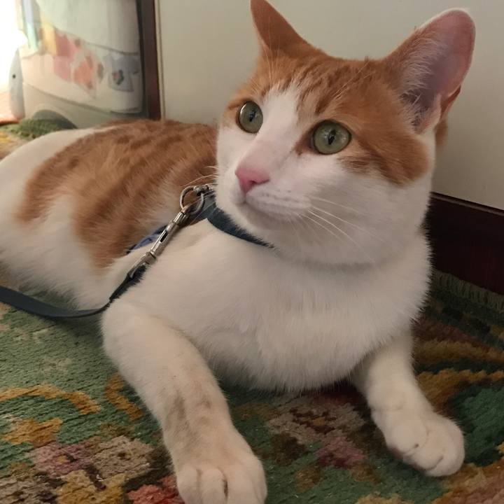 161ac797 edee 4c7b bb8c 68b84322d36c