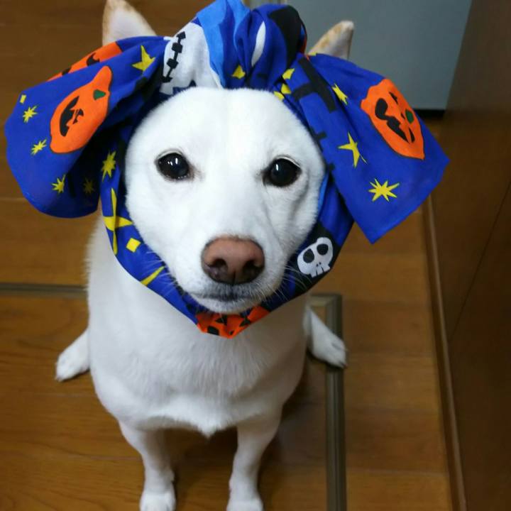 1626a32e 88ee 4858 8de6 c5fb7878d755