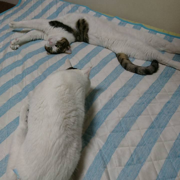 1635c1d0 54b3 4c04 a19d d4a7a7f92005