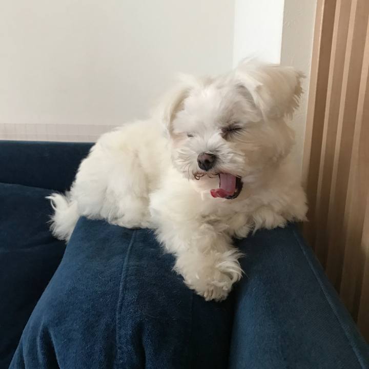 16366753 0365 4b4c aa04 67ae95ad7b5b