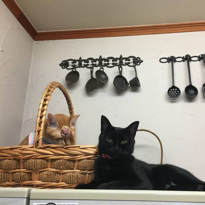 16385883 1470 4754 96a4 7b2bf46790ed