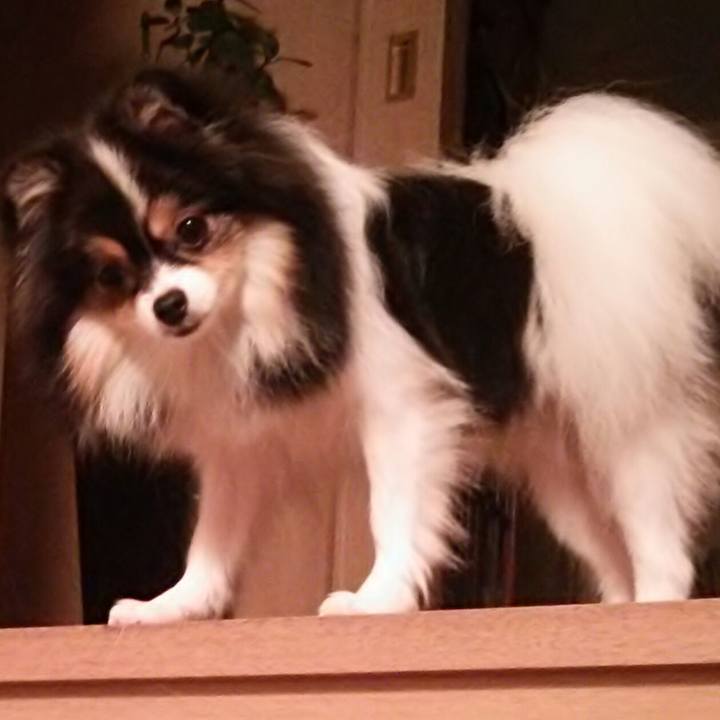 1639f4a7 8f9f 4be7 b829 040056d8d5f3