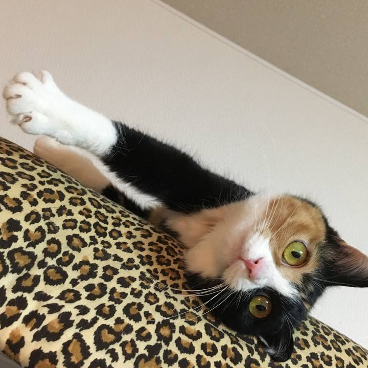 1640c6a7 21a4 4b12 9f43 cb395263c8f0