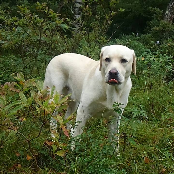 16517a1a 9c5f 480c b919 ed74fb8b2c5d