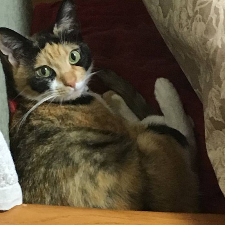 16518e90 0425 4b96 8c8e ee04ef761458