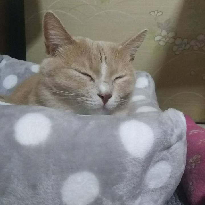 1656e10a 30c3 4556 8666 5cd0f1d3255e