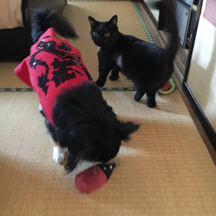 16616a88 493a 4a23 9961 dee174731502