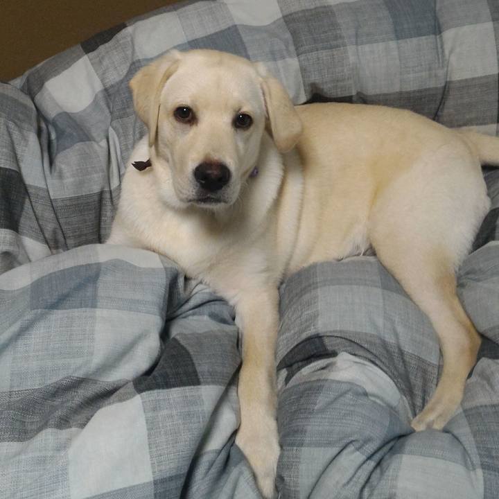 1681cdd2 797a 4fbd b542 23fbec6b3530