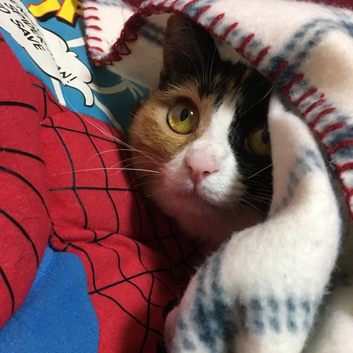 1684c822 7bdc 4c02 b747 cce10d55e000